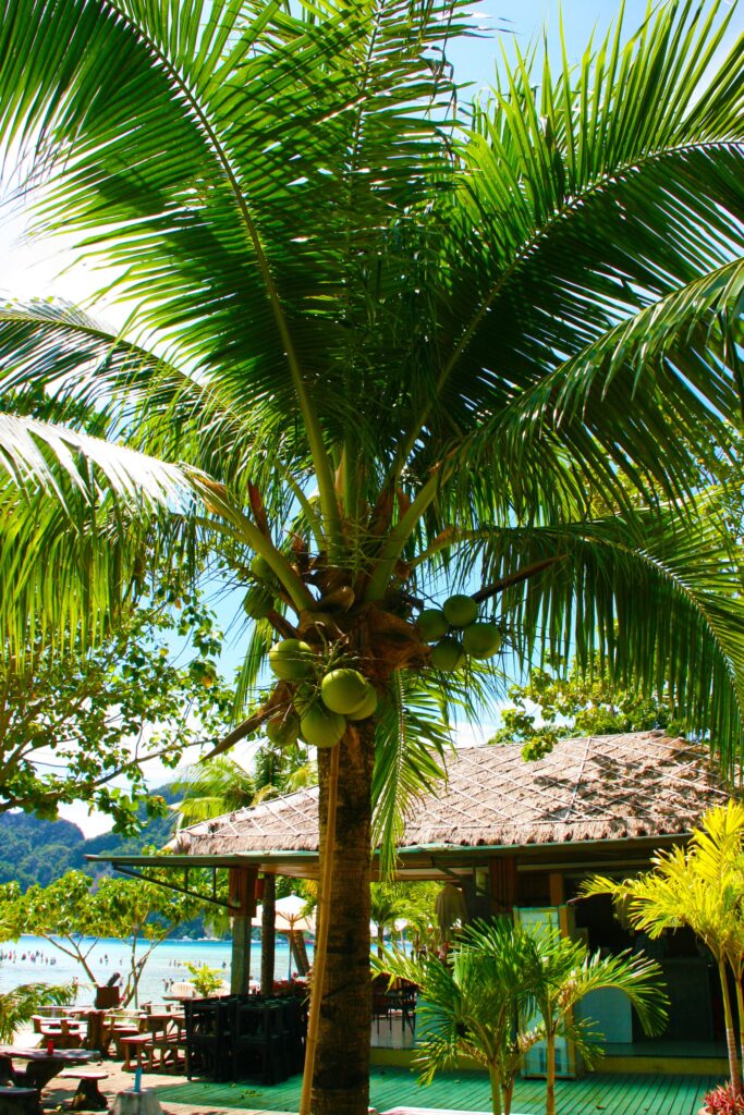 ¿Por dónde le entra el agua al coco? 3 ¿Por dónde le entra el agua al coco?